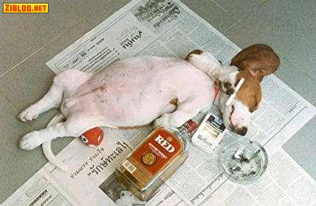chien défoncé