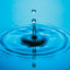 goutte