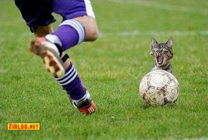 shoot cat