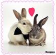 lapins