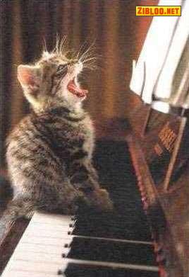 chat chanteur