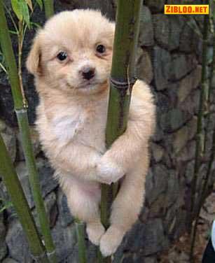 fils de tarzan
