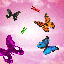 papillon