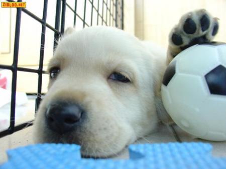 zizou dog