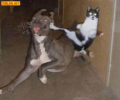 animaux matrix