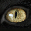 oeil