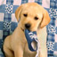 labrador