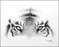 tigre