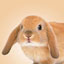 lapin bélier