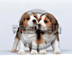 chiots