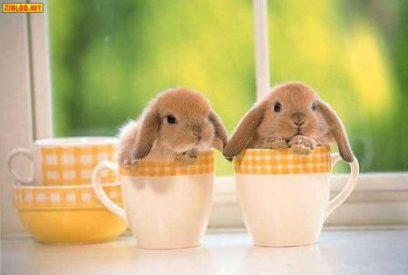 lapin