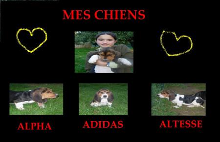 chiens